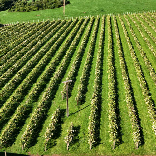 Banner Frutas Canastra - 1200 x 700 - Nossa História