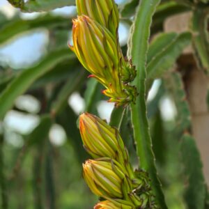 frutascanastra-010 frutascanastra-010