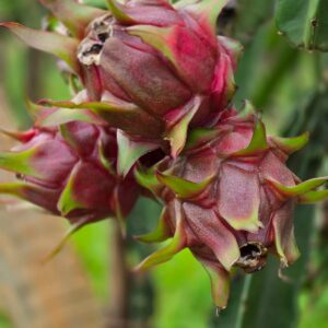 frutascanastra-011 frutascanastra-011