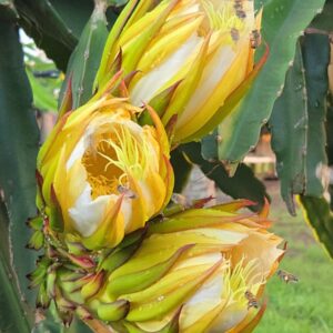 frutascanastra-012 frutascanastra-012