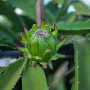 frutascanastra-026 frutascanastra-026