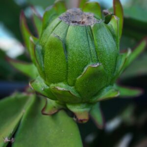 frutascanastra-027 frutascanastra-027