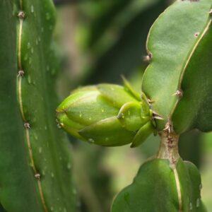 frutascanastra-032 frutascanastra-032