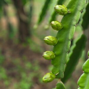 frutascanastra-033 frutascanastra-033