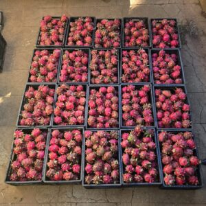 frutascanastra-034 frutascanastra-034