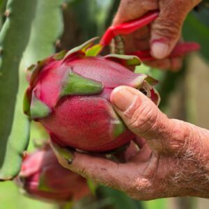 frutascanastra-036 frutascanastra-036