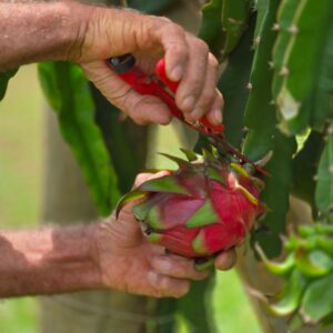 frutascanastra-038 frutascanastra-038