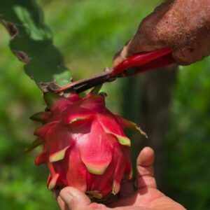 frutascanastra-040 frutascanastra-040