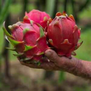 frutascanastra-041 frutascanastra-041