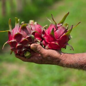 frutascanastra-042 frutascanastra-042