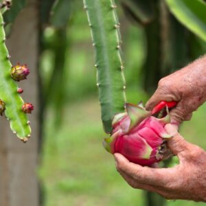 frutascanastra-043 frutascanastra-043