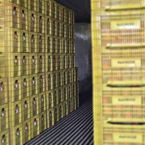 frutascanastra-044 frutascanastra-044