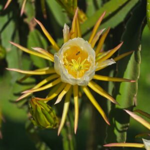 frutascanastra-045 frutascanastra-045