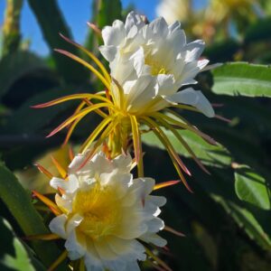 frutascanastra-046 frutascanastra-046